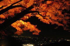 ライトアップされた太平山の紅葉の画像