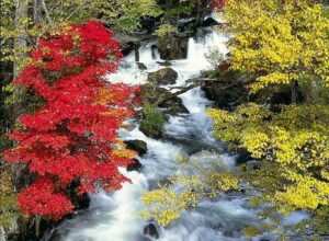 阿寒湖の紅葉の画像