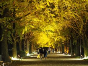 昭和記念公園の紅葉ライトアップ画像